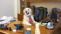 Interim-Manager